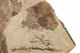 Fossil Plant (Metasequoia, Betula leopoldae) Plate - McAbee, BC #248776-2